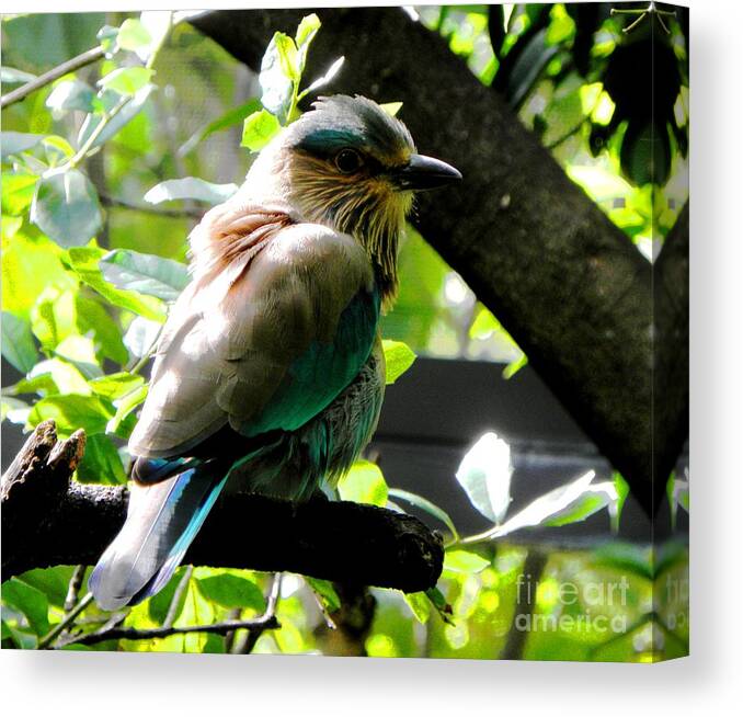 Color Canvas Print featuring the photograph Songbird by Elizabeth Hoskinson