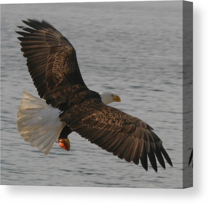 Bald Eagle Flying In Puget Sound Canvas Print featuring the photograph Spread Eagle by Kym Backland