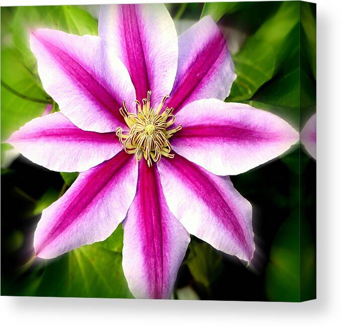 Clematis Canvas Print featuring the photograph Star Power.... by Tanya Tanski