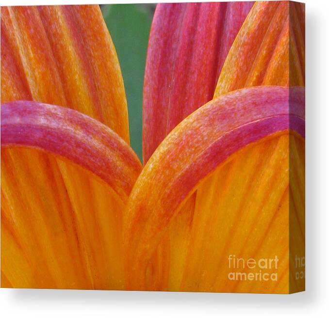 Flower Canvas Print featuring the photograph Sturdiness by Holy Hands