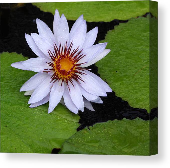 Flower Canvas Print featuring the photograph Summer Lily by Paul Slebodnick