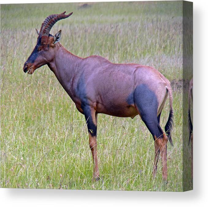 Topi Canvas Print featuring the photograph Topi Antelope by Tony Murtagh