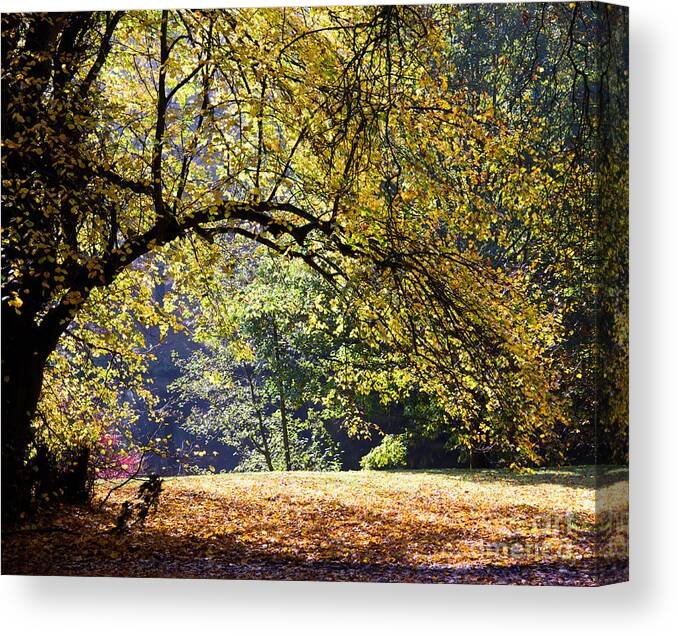 Autumn Canvas Print featuring the photograph Autumn trees by Colin Rayner