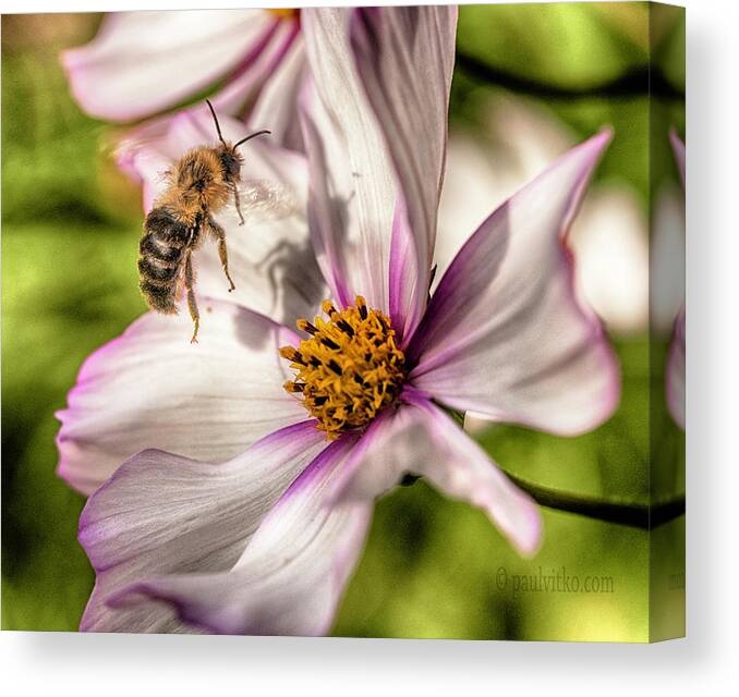  Canvas Print featuring the photograph Bee Shadow.... #1 by Paul Vitko
