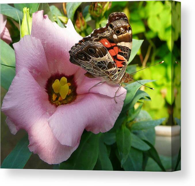 Butterfly Canvas Print featuring the photograph Garden Visitor #1 by Lori Seaman