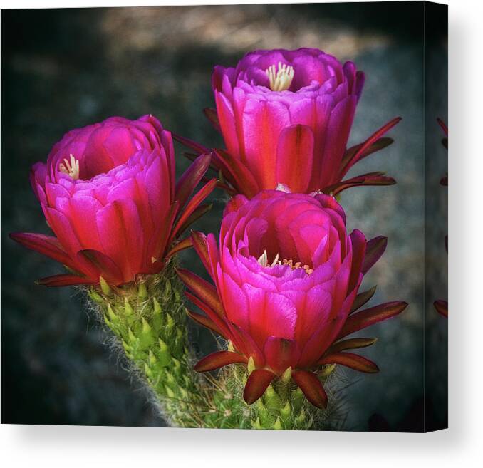 Hot Pink Torch Cactus Canvas Print featuring the photograph Hot PINK #1 by Saija Lehtonen