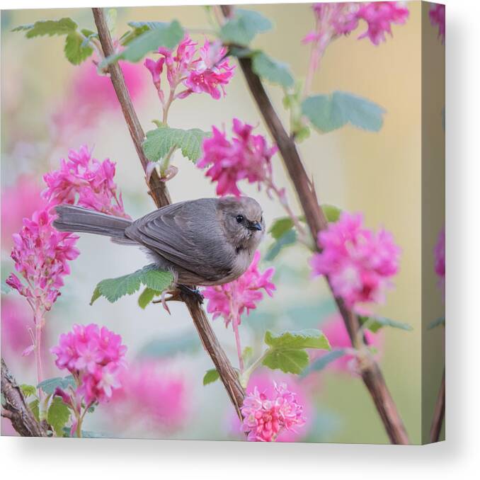 Pink Canvas Print featuring the photograph In the Pink #2 by Angie Vogel