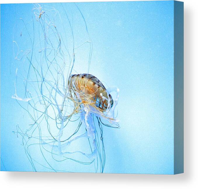 Pacific Sea Nettle Canvas Print featuring the photograph Jellyfish #1 by Marianna Mills