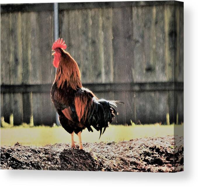 Early Morning Canvas Print featuring the photograph 2017, The Year of the Rooster by John Glass