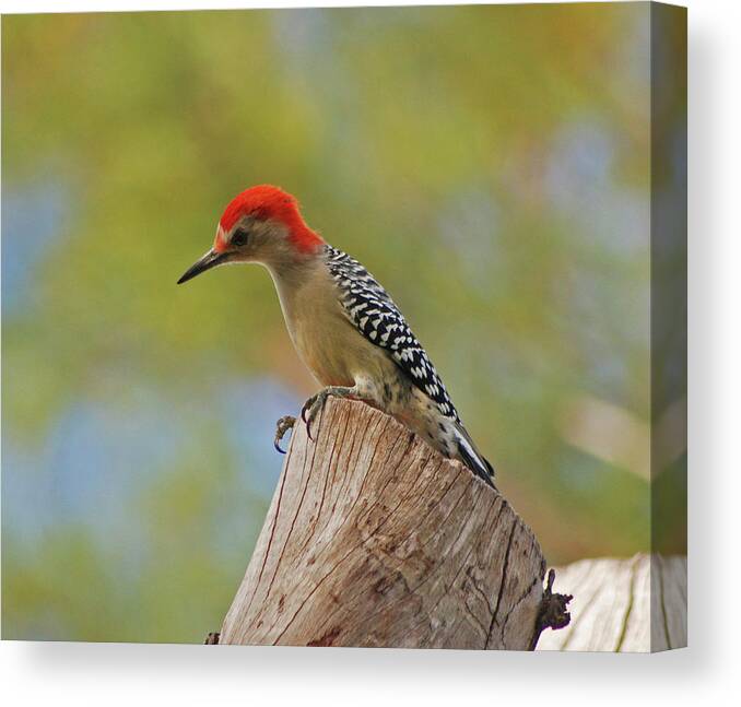 Woodpecker Canvas Print featuring the digital art 1- Woodpecker by Joseph Keane