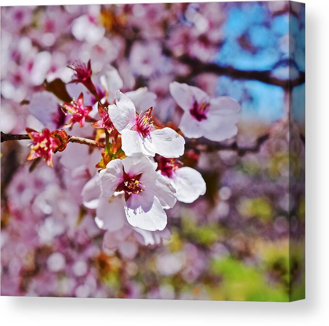Cherry Blossoms Canvas Print featuring the photograph 2015 Early Spring Cherry Blossoms 1 by Janis Senungetuk