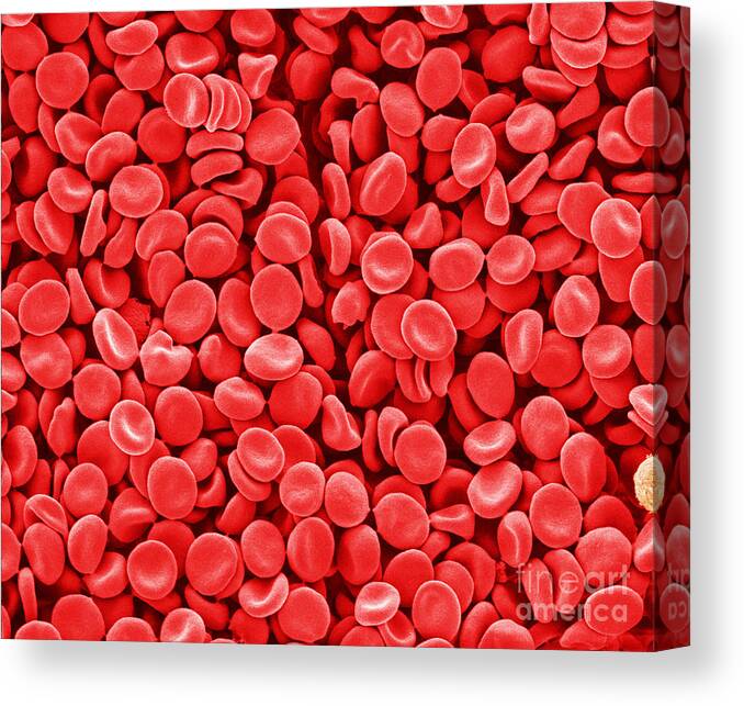 Red Blood Cells Canvas Print featuring the photograph Red Blood Cells, Sem by Scimat