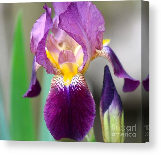 Spring Canvas Print featuring the photograph Flowers by Deena Withycombe