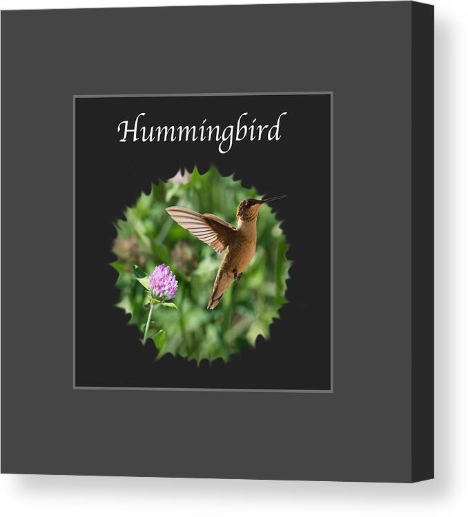 Hummingbird Canvas Print featuring the photograph Hummingbird by Holden The Moment