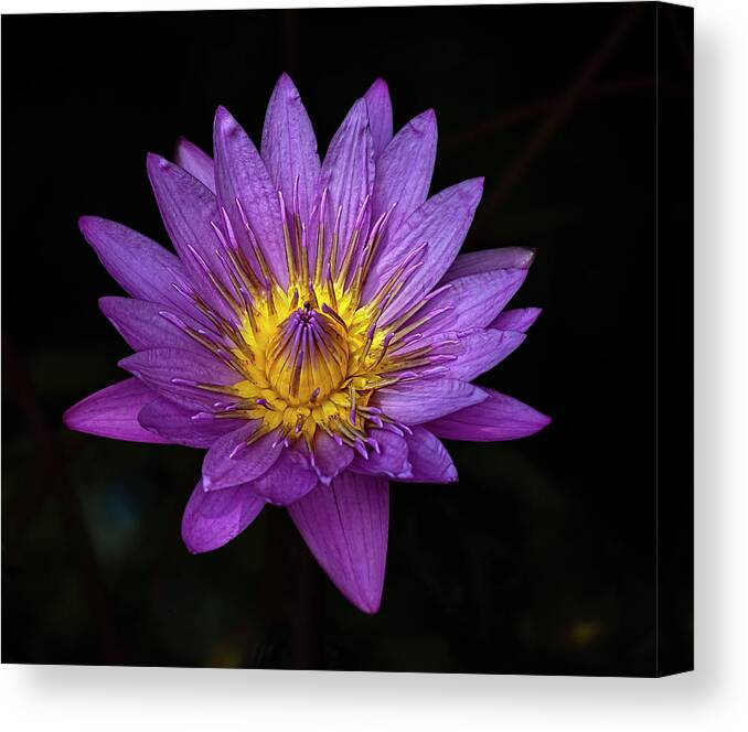 Water Lily Canvas Print featuring the photograph Water Lily #53 by Robert Ullmann