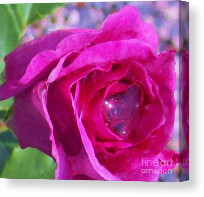 Rose Canvas Print featuring the photograph A Drop of Love 2 by Sharon Ackley