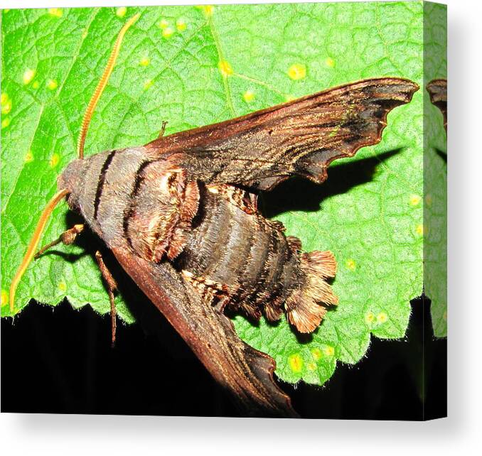 Abbotts Sphinx Canvas Print featuring the photograph Abbotts Sphinx Moth by Joshua Bales