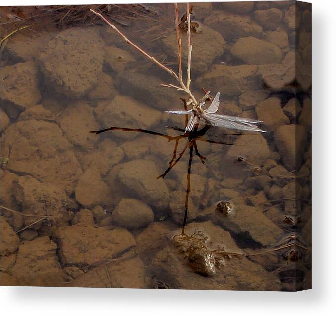 Reflection Canvas Print featuring the photograph Above and Below by Marilynne Bull