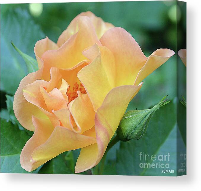 #gardenflower #blossom #nature #botanical #photography # Fineart Canvas Print featuring the photograph And So It May Be by Jacquelinemari