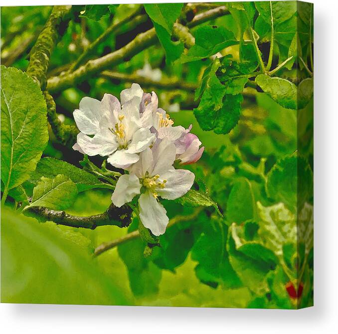 Apple Flowers Canvas Print featuring the photograph Apple Flowers. by Elena Perelman