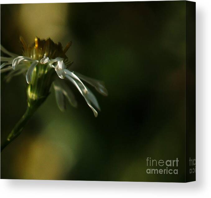 Flower Canvas Print featuring the photograph Aster's Peripheral Ray by Linda Shafer