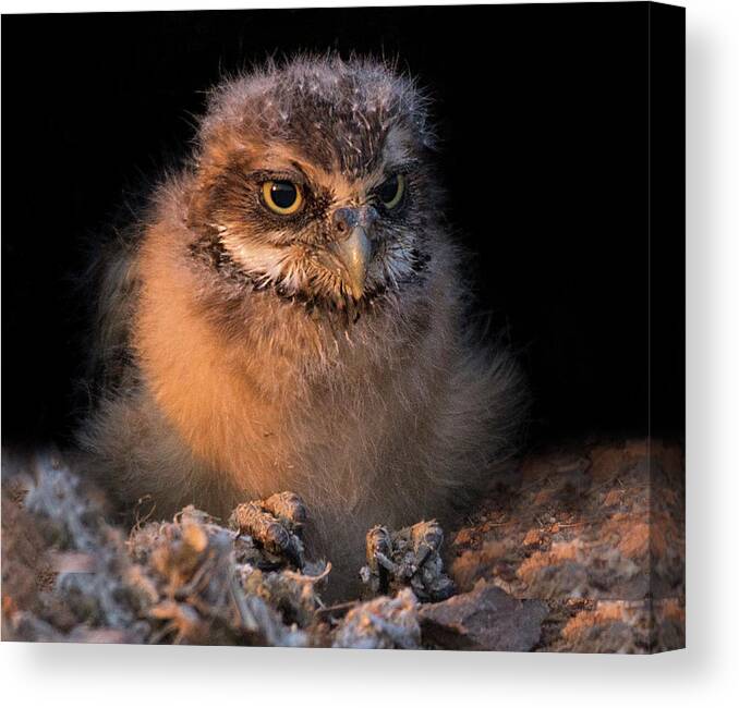 Burrowing Canvas Print featuring the photograph Baby Burrowing Cuteness by Sue Cullumber