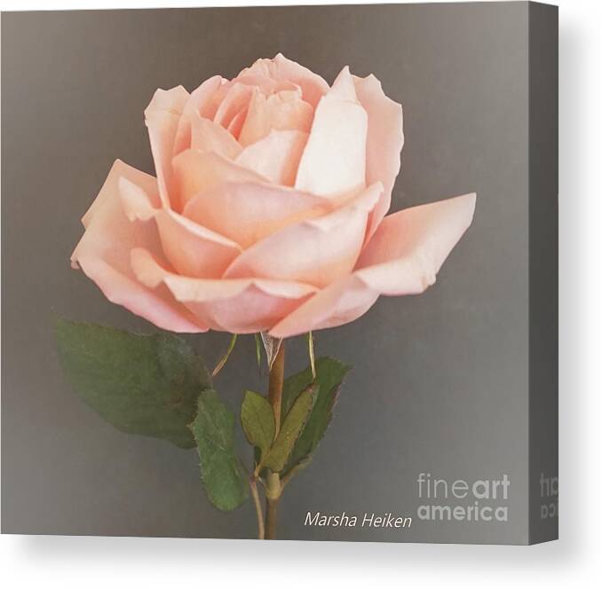 Photograph Canvas Print featuring the photograph Baby Pink Rose on Gray by Marsha Heiken