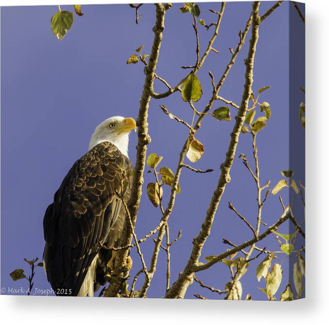 Eagle Canvas Print featuring the photograph Baldy by Mark Joseph