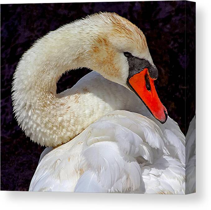 Swan Canvas Print featuring the photograph Beautiful White Swan by Bob Slitzan