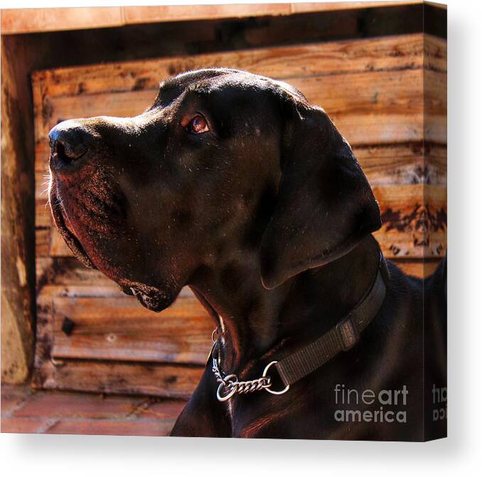 Great Dane Canvas Print featuring the photograph Benson by Clare Bevan