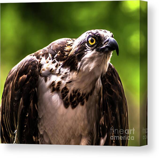 Birds Of Prey Canvas Print featuring the photograph Birds of Prey Sonoma County by Blake Webster