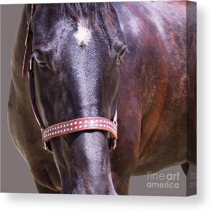 Horses Canvas Print featuring the photograph Black Morgan Horse by Waterdancer 