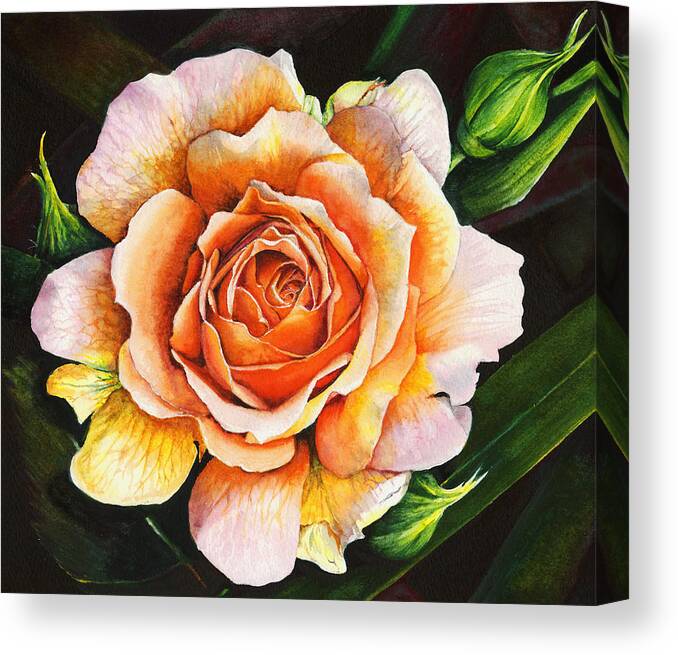 Rose Canvas Print featuring the painting Blooming Marvellous by Peter Williams