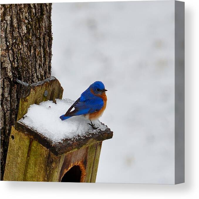 Blue Bird Bird House Snow Winter Canvas Print featuring the photograph Blue bird by Jimmy Marlow