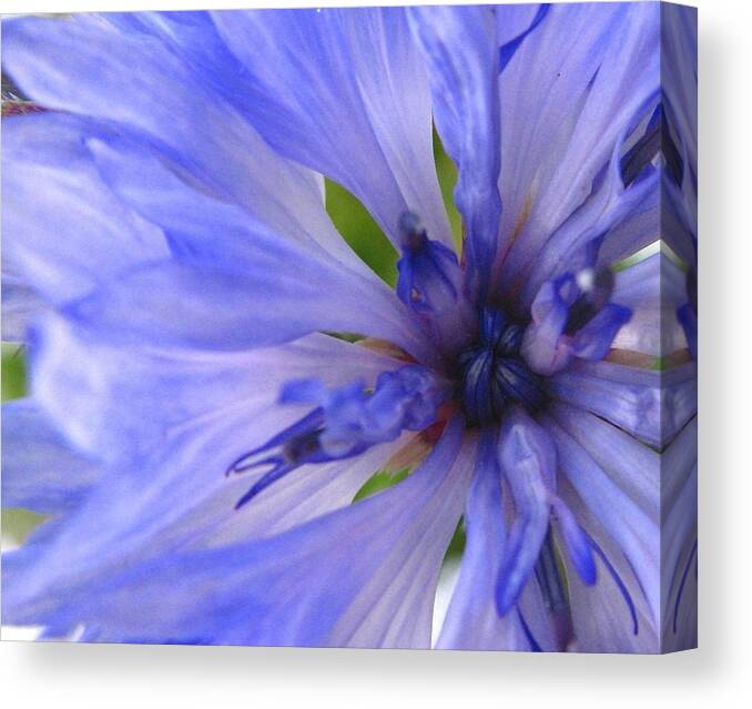 Flower Canvas Print featuring the photograph Blue Princess by Rhonda Barrett