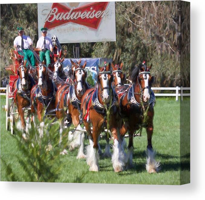 Alicegipsonphotographs Canvas Print featuring the photograph Budweiser Clydesdales Perfection by Alice Gipson