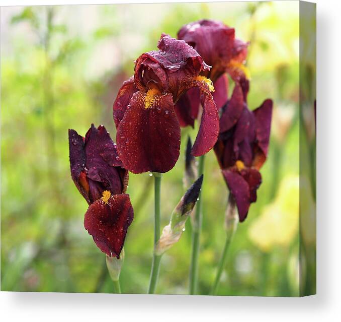 Iris Canvas Print featuring the photograph Burgundy Bearded Irises in the Rain by Rona Black