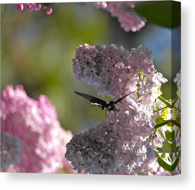 Butterfly Canvas Print featuring the photograph Butterfly in the Lilacs by Michele Myers