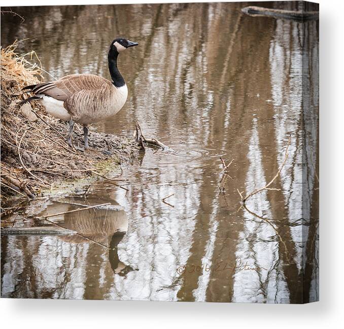 Heron Heaven Canvas Print featuring the photograph Canada Geese Reflection by Ed Peterson