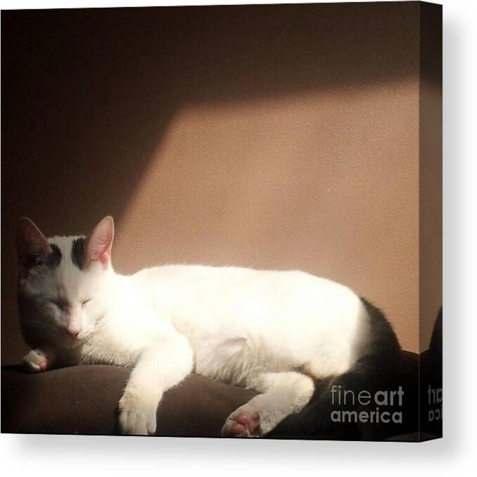 Cat Canvas Print featuring the photograph Cat by Brianna Kelly