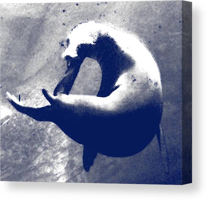 Seal Canvas Print featuring the photograph Chasing Tail by Rodger Mansfield