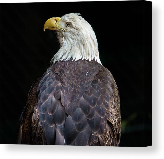 Bald Eagle Canvas Print featuring the photograph Cheyenne the Eagle by Greg Nyquist