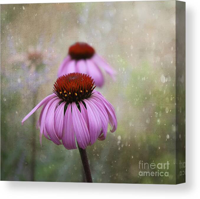 Flowers Canvas Print featuring the photograph Coneflower Dream by Nina Silver