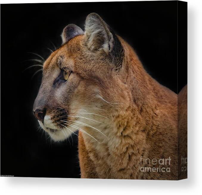  Canvas Print featuring the photograph Cougar Profile by Mitch Shindelbower