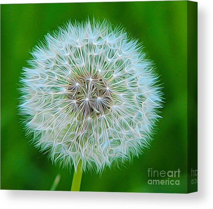 Dandelion Seed Head Canvas Print featuring the photograph Dandelion Seed Head Expressionist Effect by Rose Santuci-Sofranko