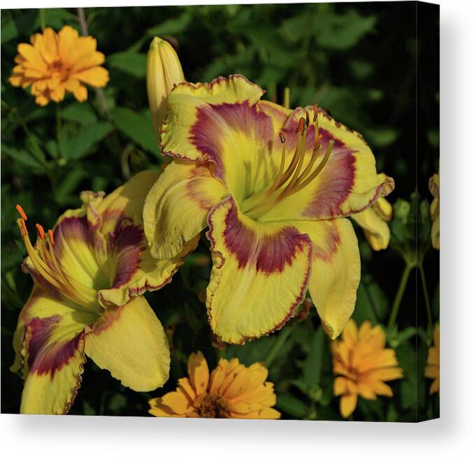 Daylily Canvas Print featuring the photograph Daylilies and Zinnia by Sandy Keeton