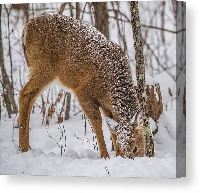Deer Canvas Print featuring the photograph Deer Looking For Food by Paul Freidlund