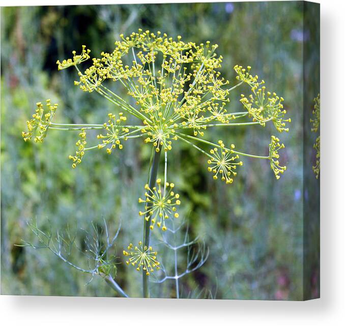 Dill Canvas Print featuring the photograph Dill by Ellen Tully
