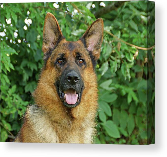 German Shepherd Canvas Print featuring the photograph Drake by Sandy Keeton