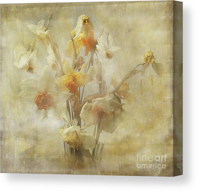 Flowers Canvas Print featuring the photograph Dried Narcissus by Ann Jacobson